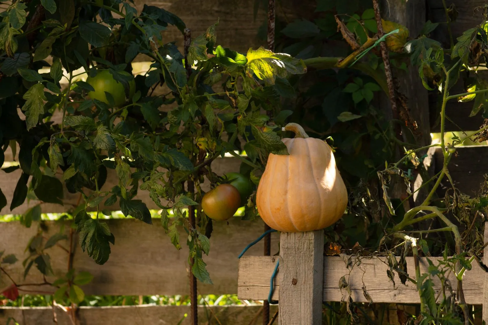 Choosing Vegetables for San Diego Gardens